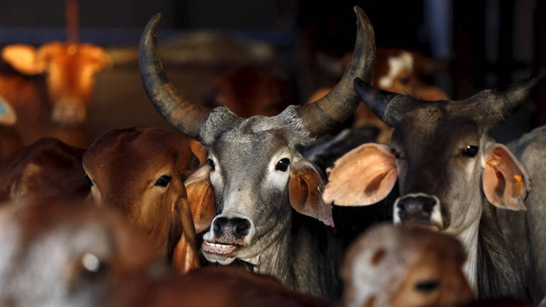 Why the cattle slaughter ban is a bad idea & mirrors another fundamentalist streak