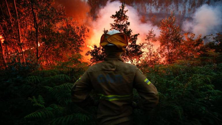 Image result for TAMIL NADU FOREST FIRE DEATHS
